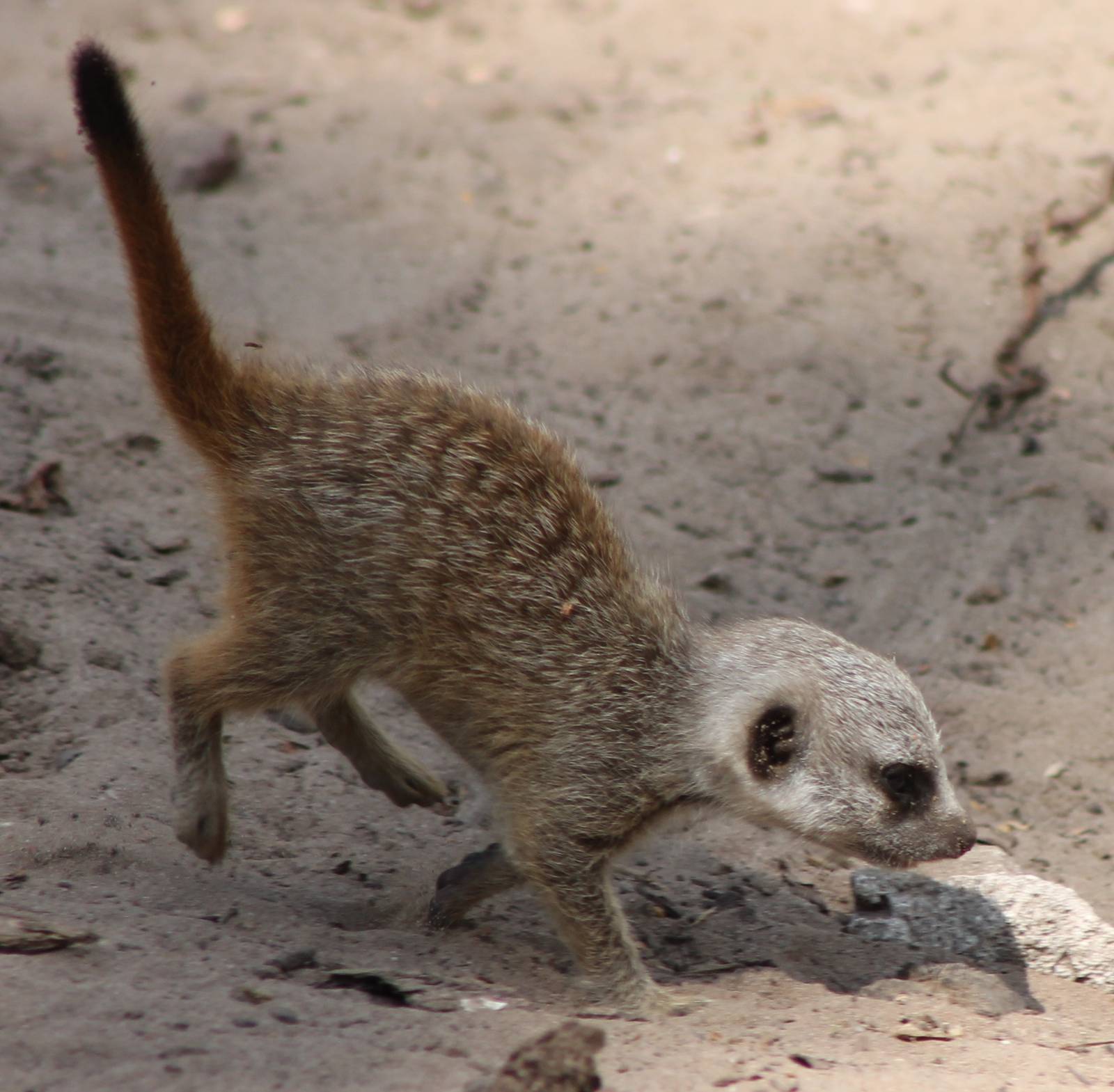Baby Meerkat