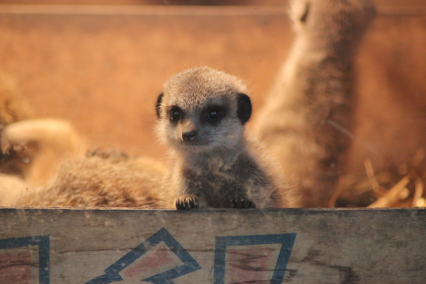 Baby Meerkat