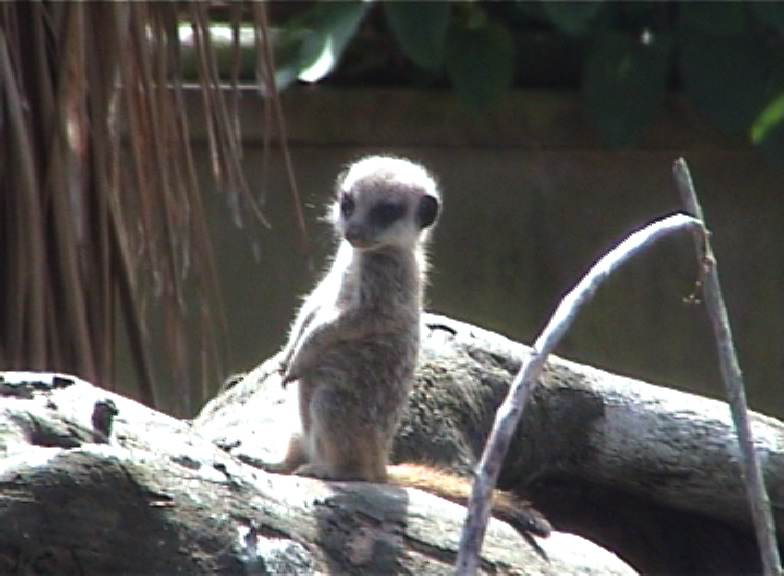 Baby Meerkat