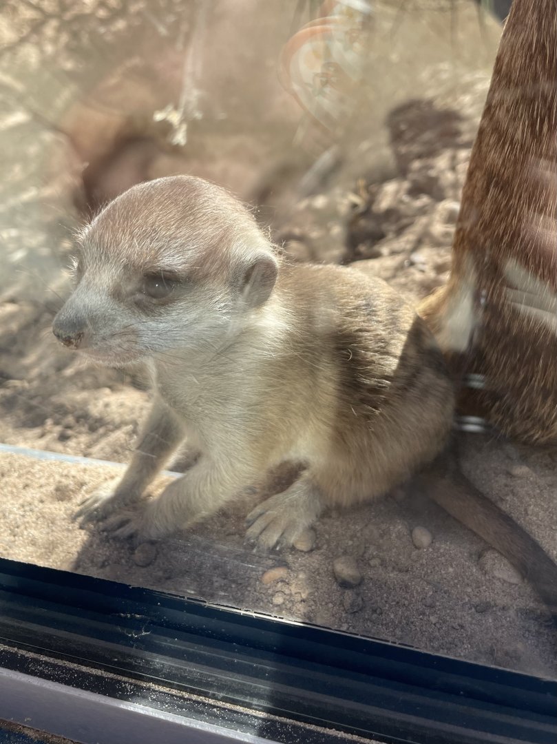 Baby meerkat