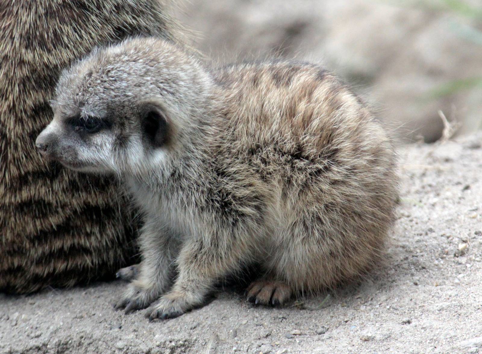 Baby Meerkat