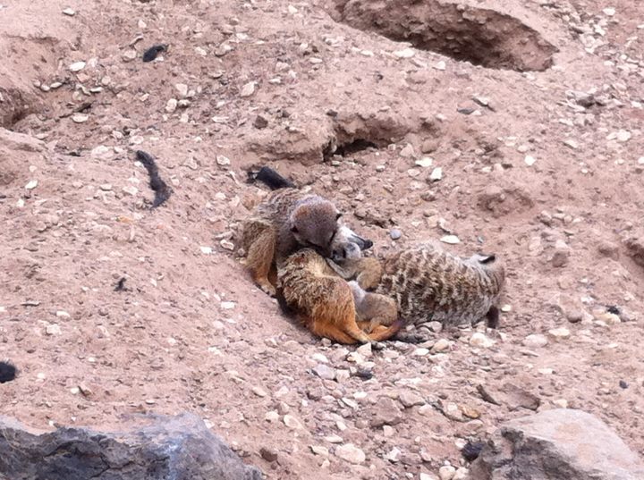 Baby Meerkats and Family - 01/08/11