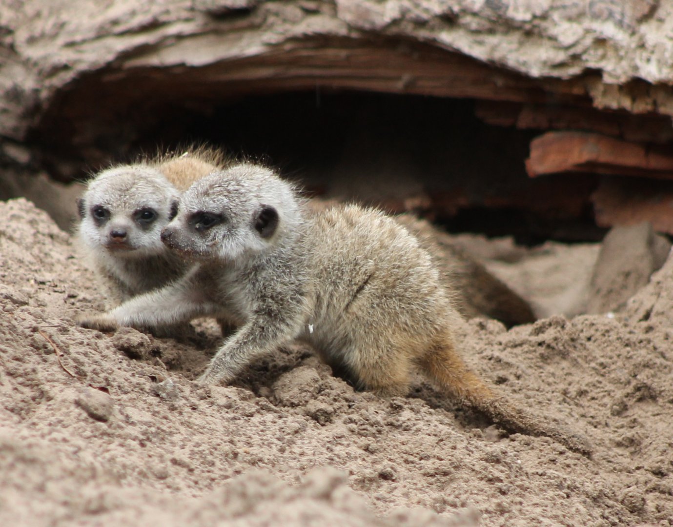 Baby Meerkats