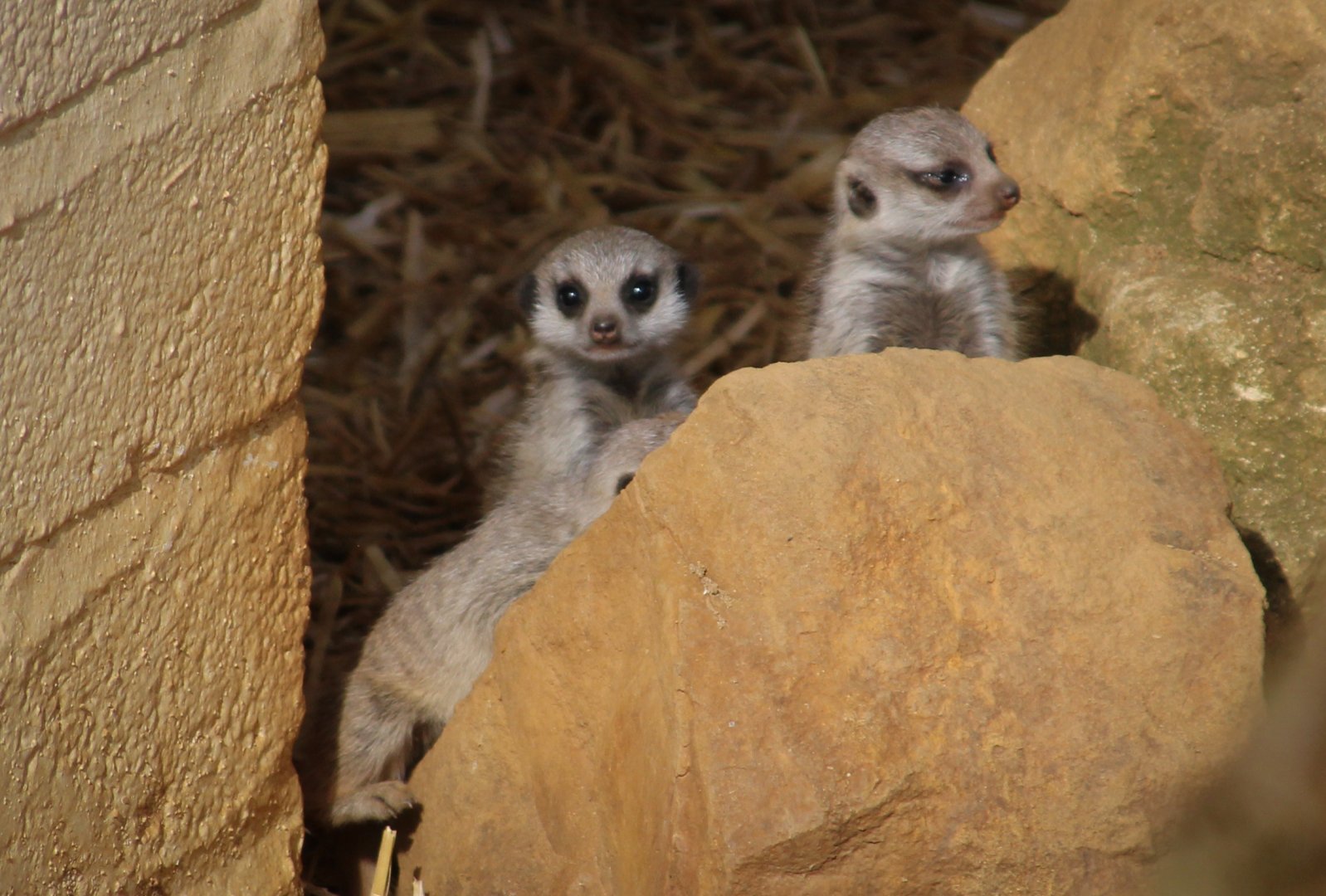 Baby Meerkats