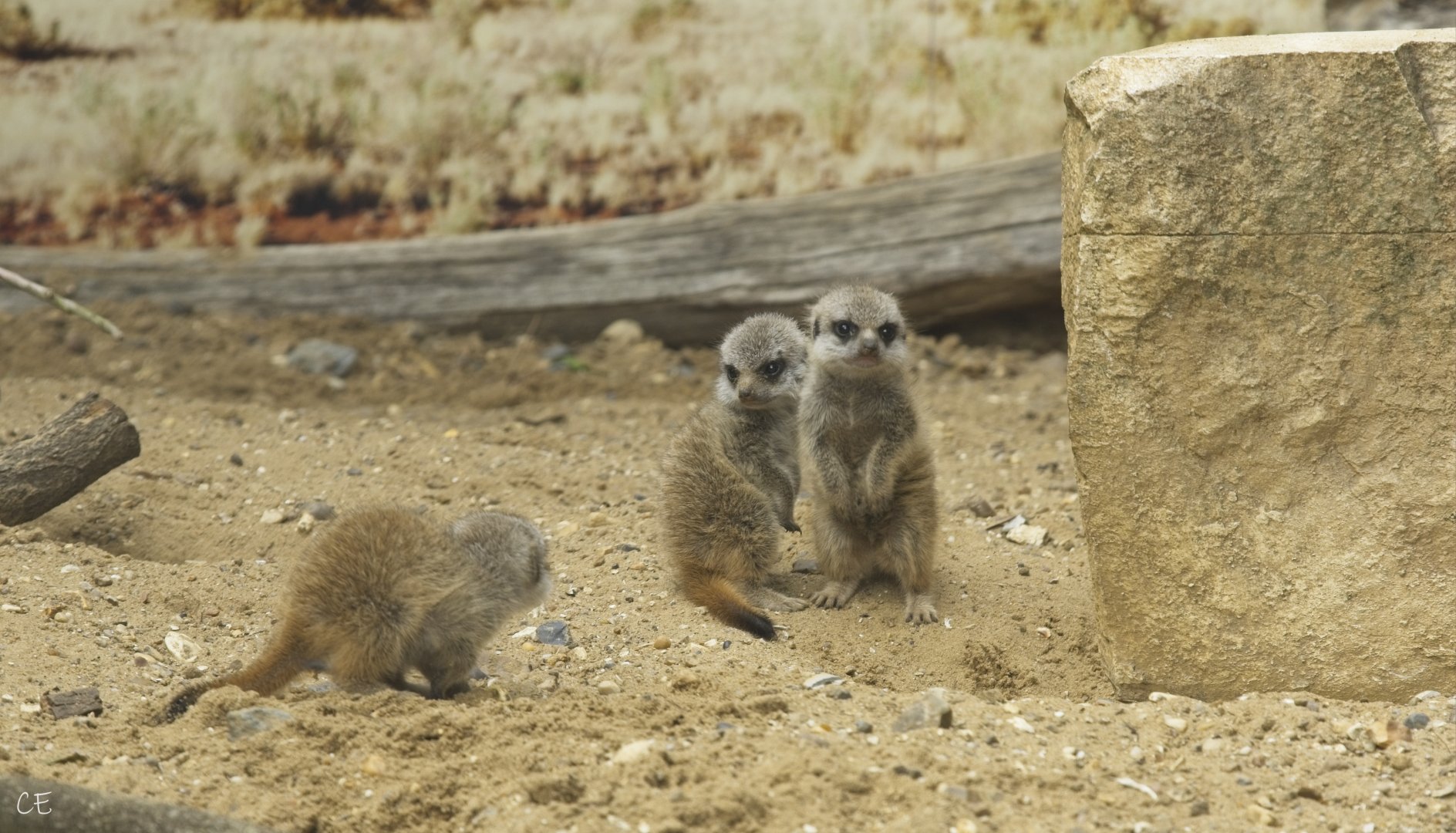 Baby Meerkats