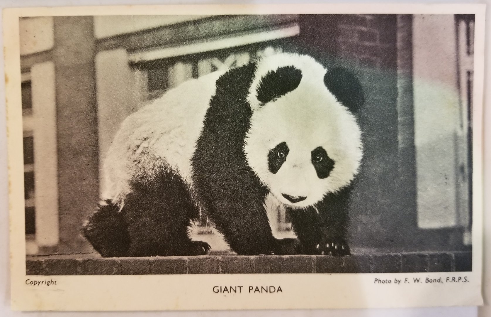 "Baby"/"Ming" (Giant panda)
