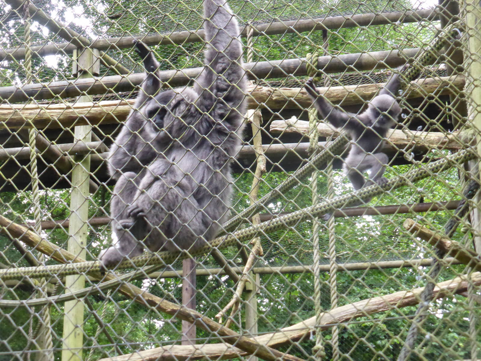 Baby Moloch gibbon with mother