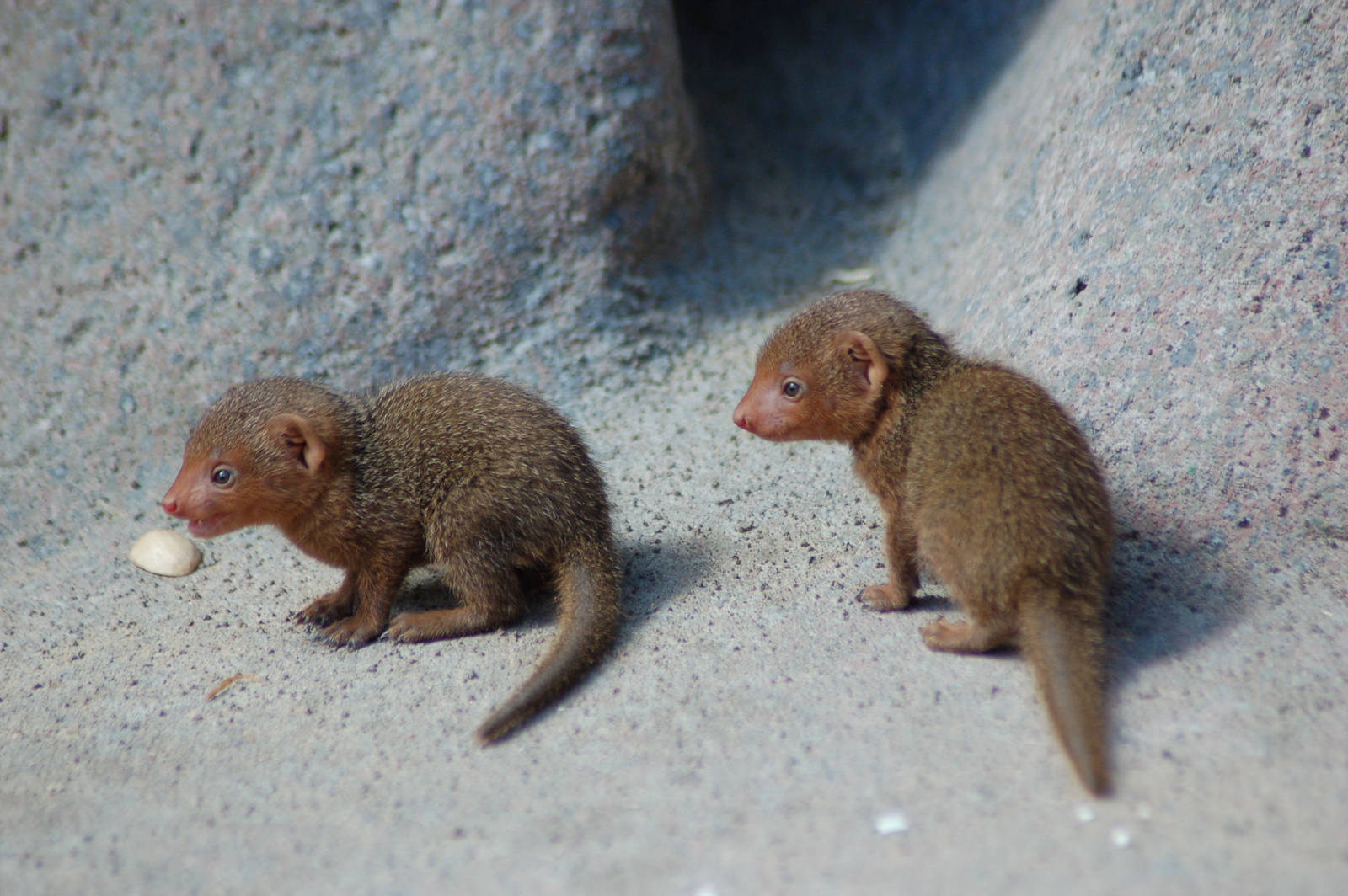 Baby mongoose