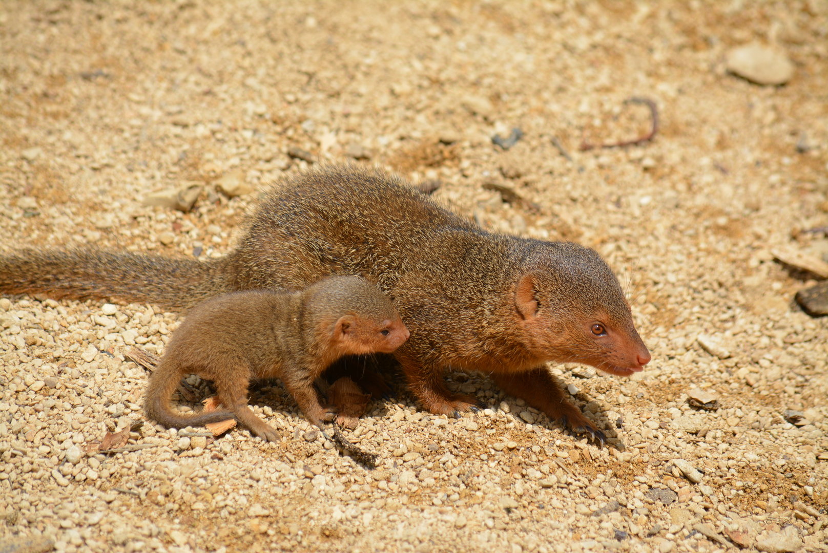 baby Mongoose
