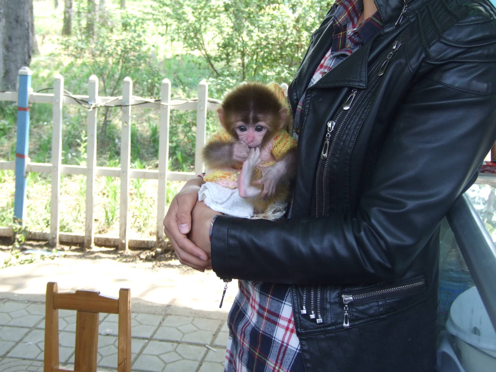 Baby monkey for taking photos