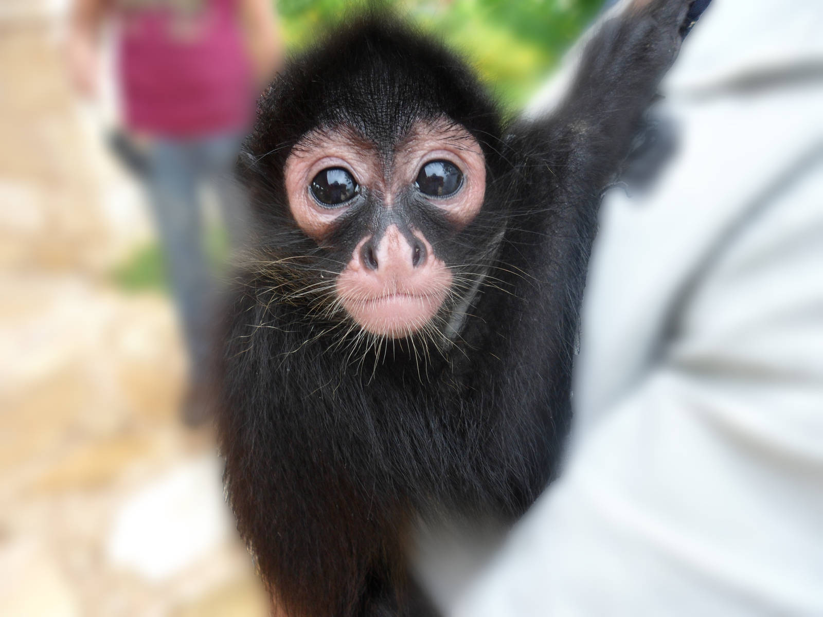 Baby Monkey