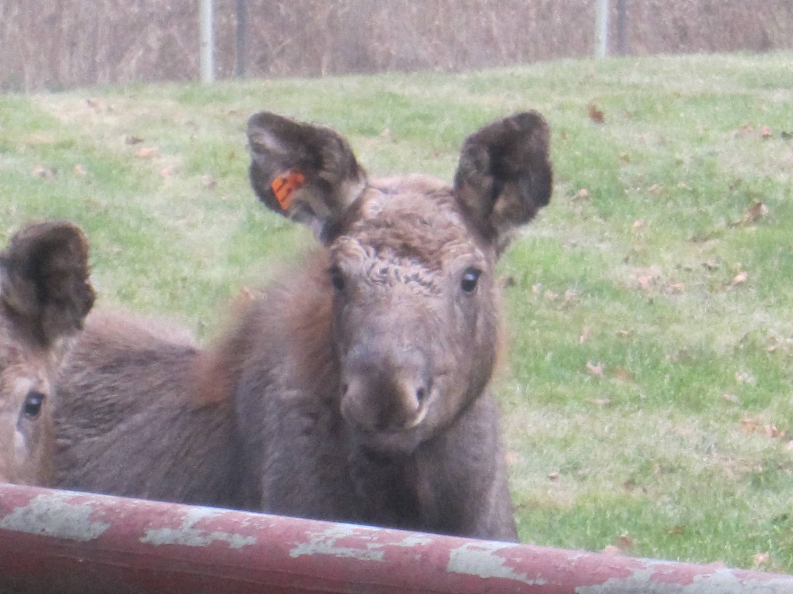 Baby Moose