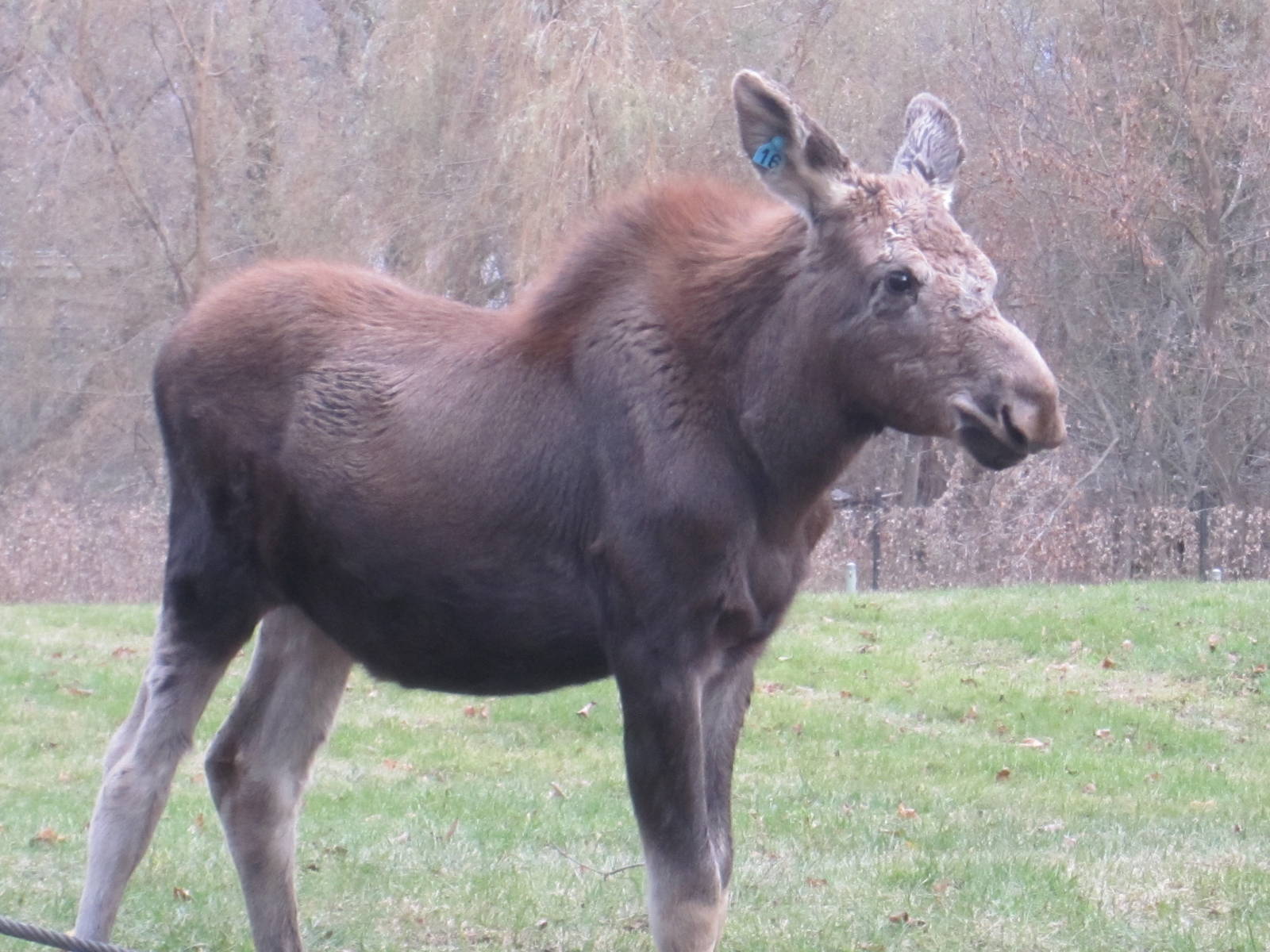 Baby Moose