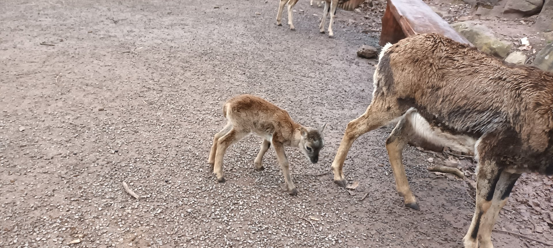 Baby Mouflon