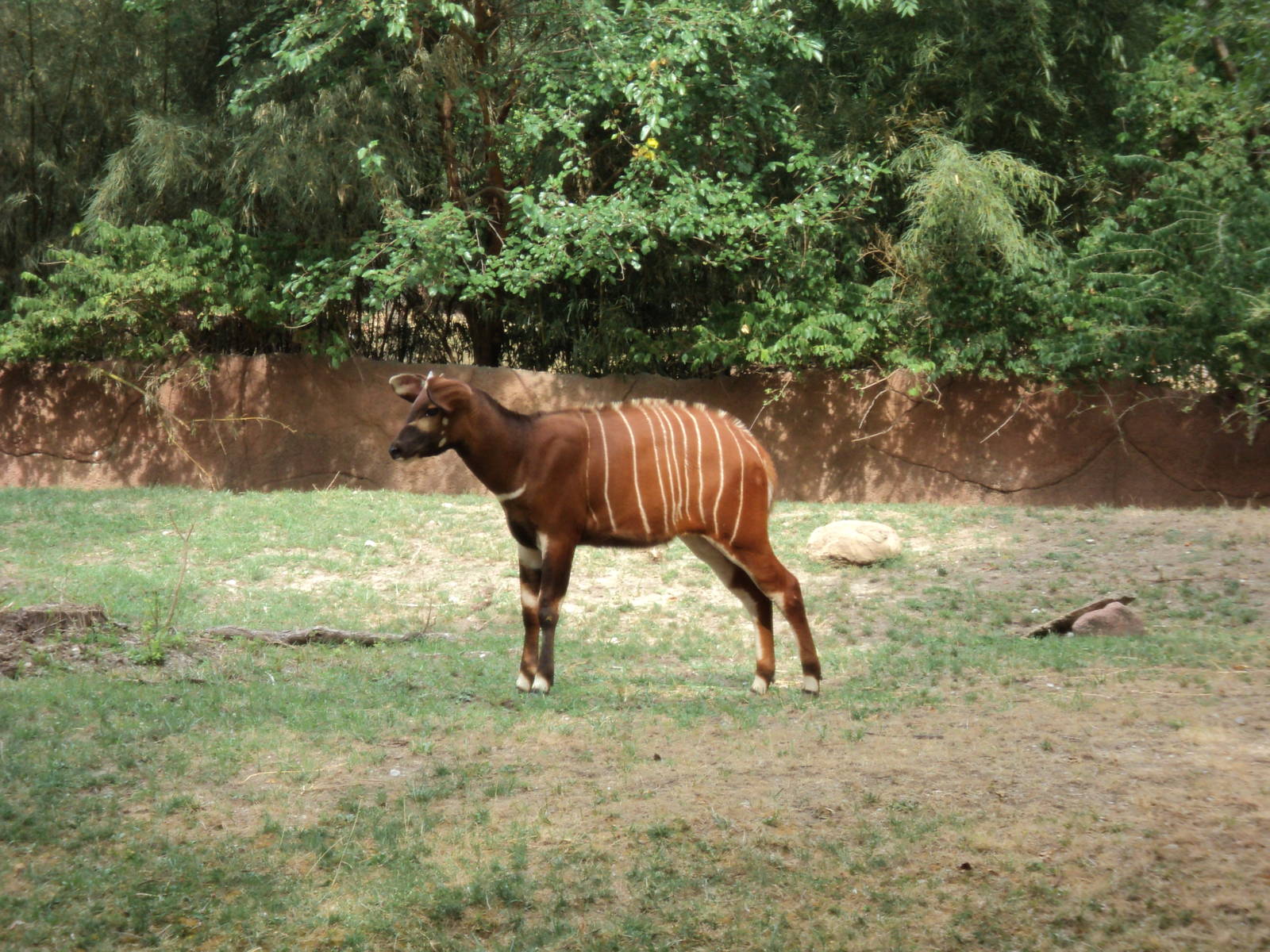 Baby Mountain Bongo (August 2012)