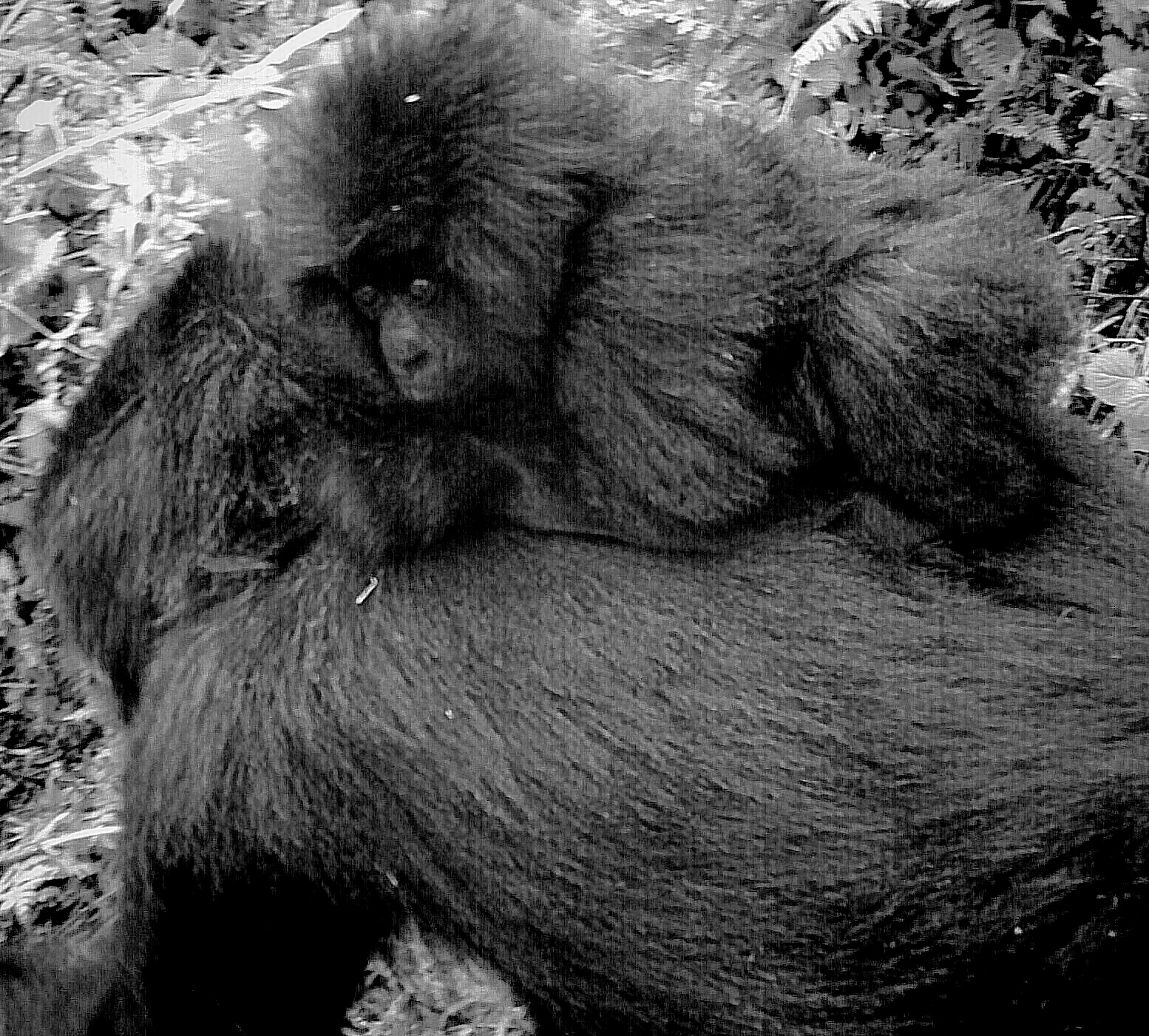 baby mountain gorilla