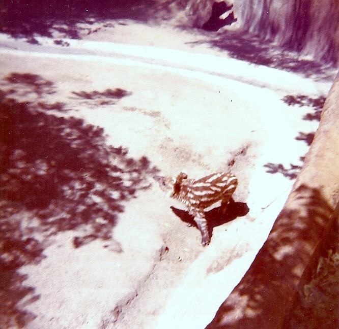 Baby Mountain Tapir - Circa 1977/78