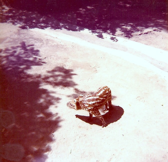 Baby Mountain Tapir - Circa 1977/78