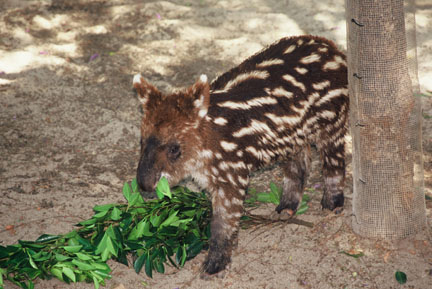 baby mountain tapir