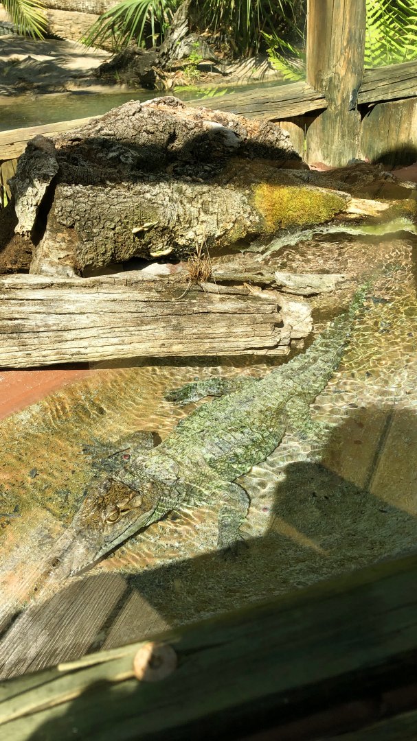 Baby Mugger Crocodile