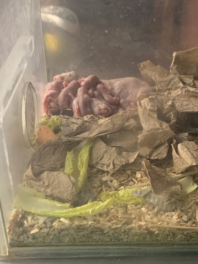 Baby Naked Mole Rats