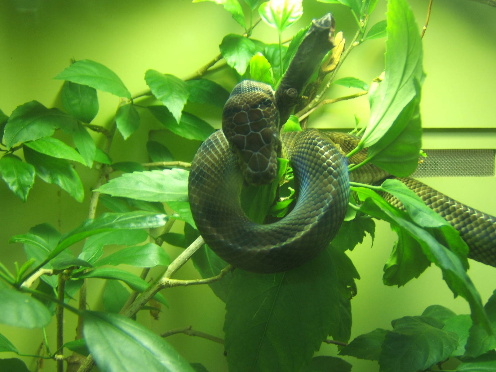 Baby New Guinea Amethystine Python