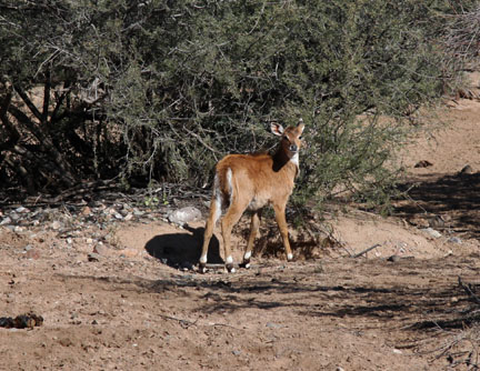 baby nilgai