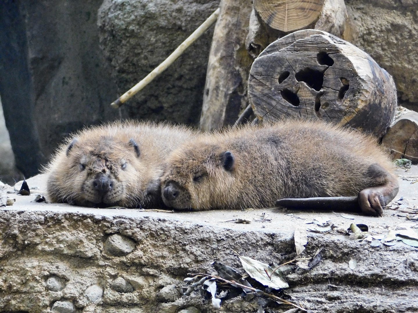 Baby North American Beaver (Castor canadensis) August 4, 2025