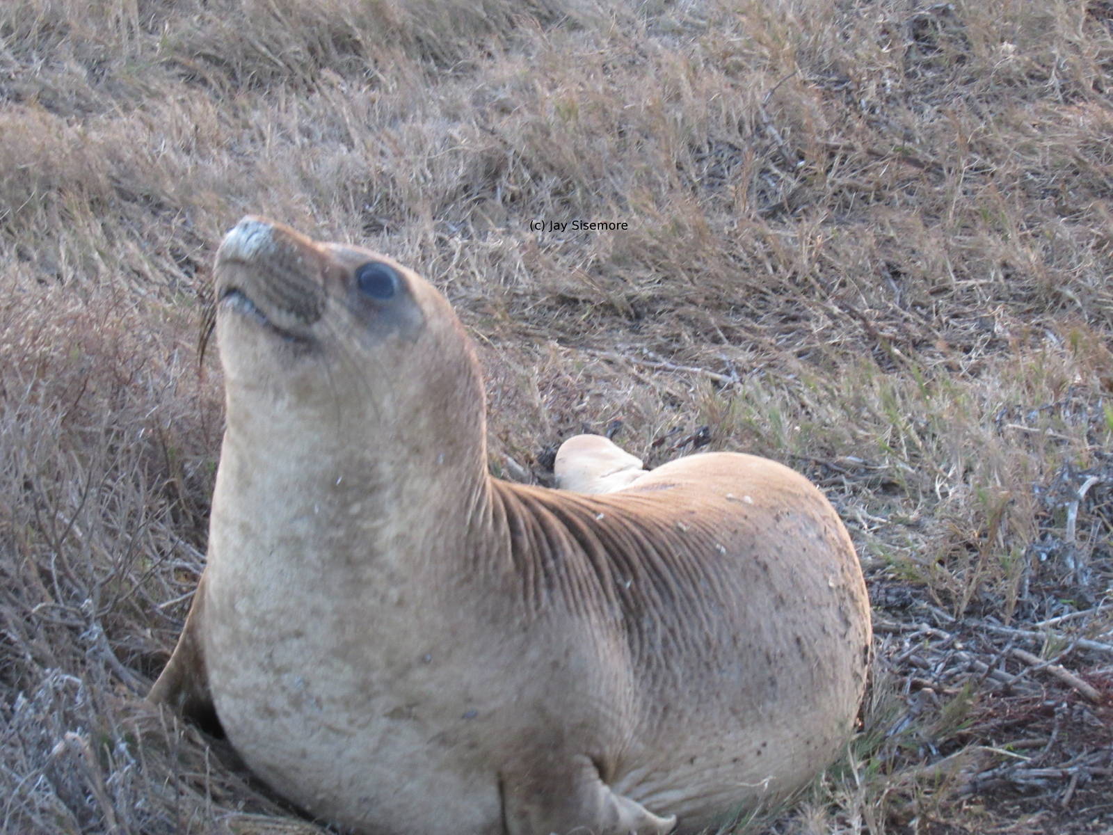 Baby Northern Elephant Seal