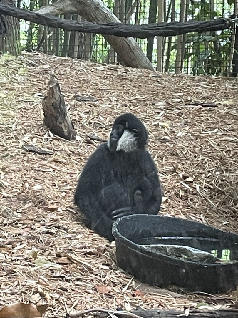 Baby Northern White Cheeked Gibbon