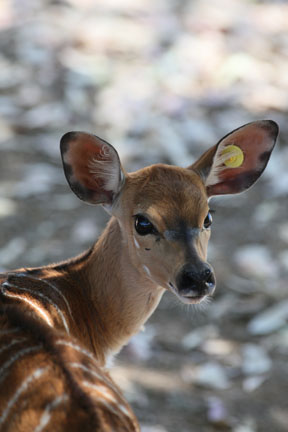baby nyala