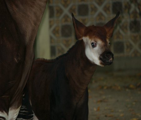Baby okapi Hakima