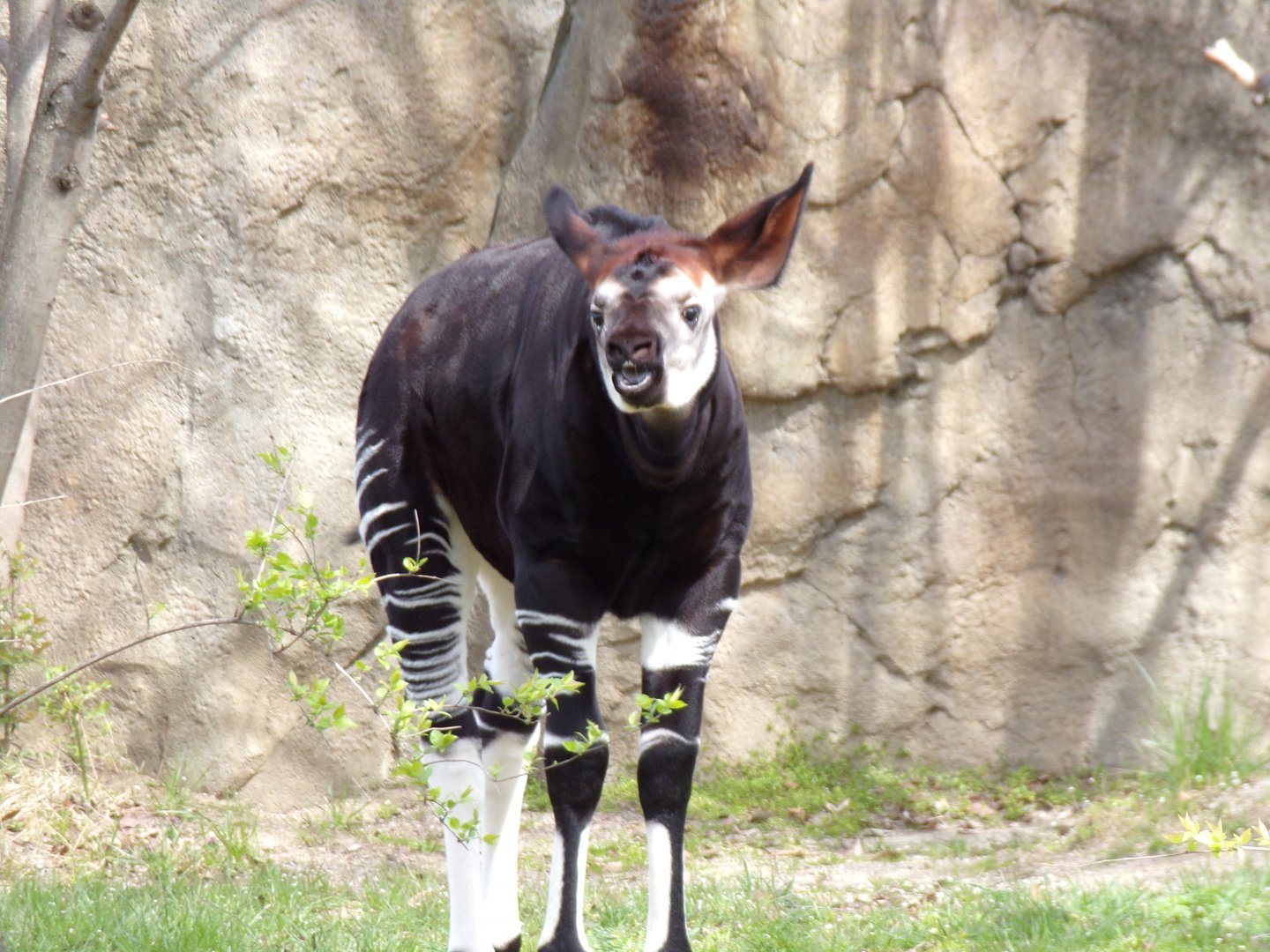 Baby Okapi, Makonzi