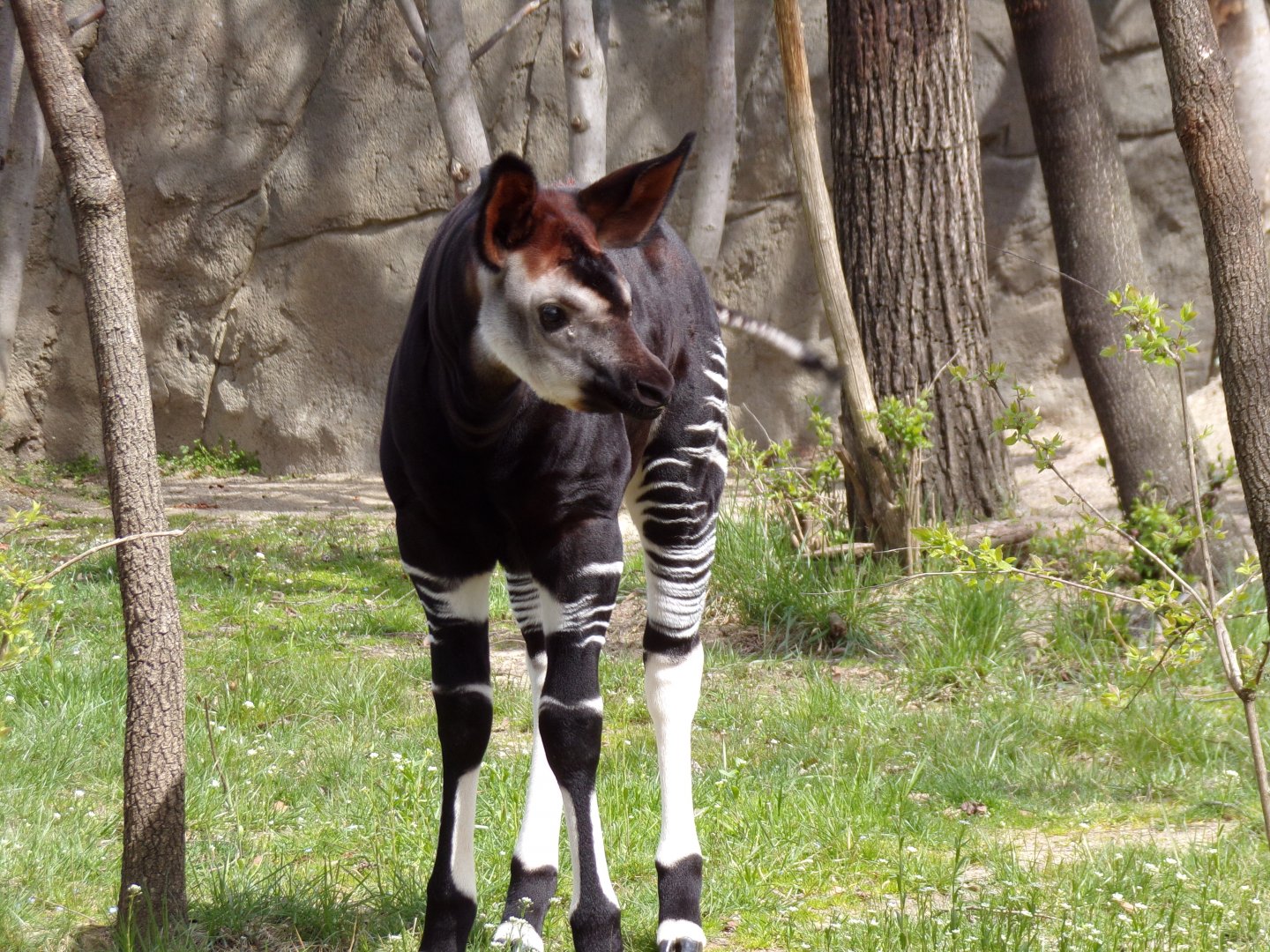 Baby Okapi, Mokonzi