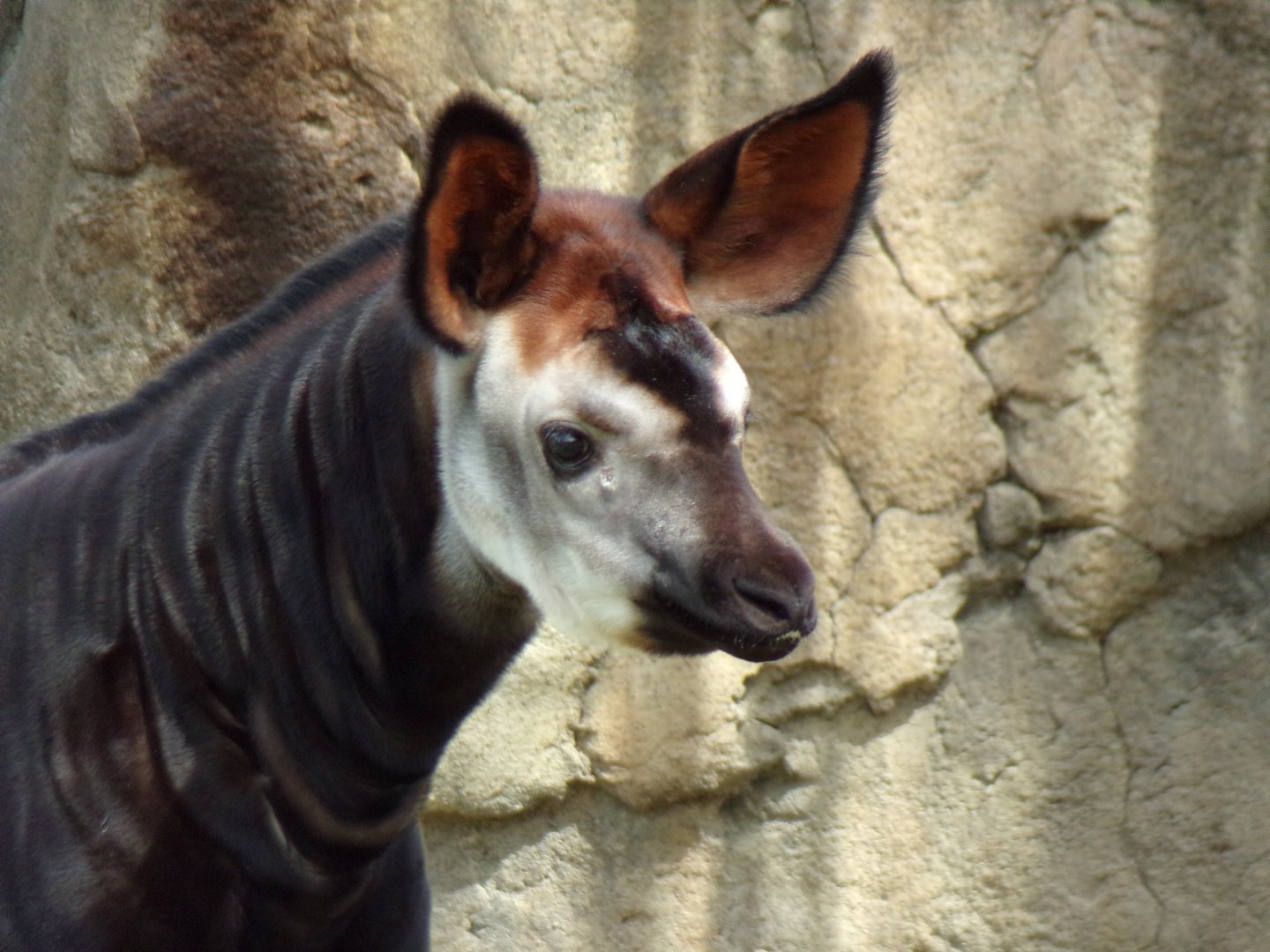 Baby Okapi, Mokonzi