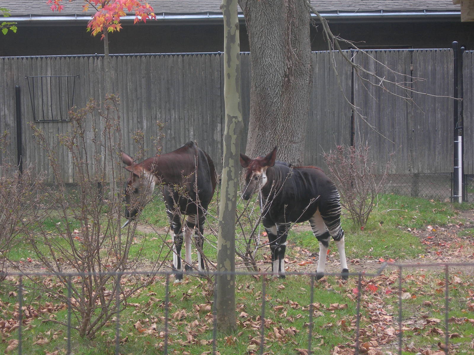 Baby Okapi with Mom