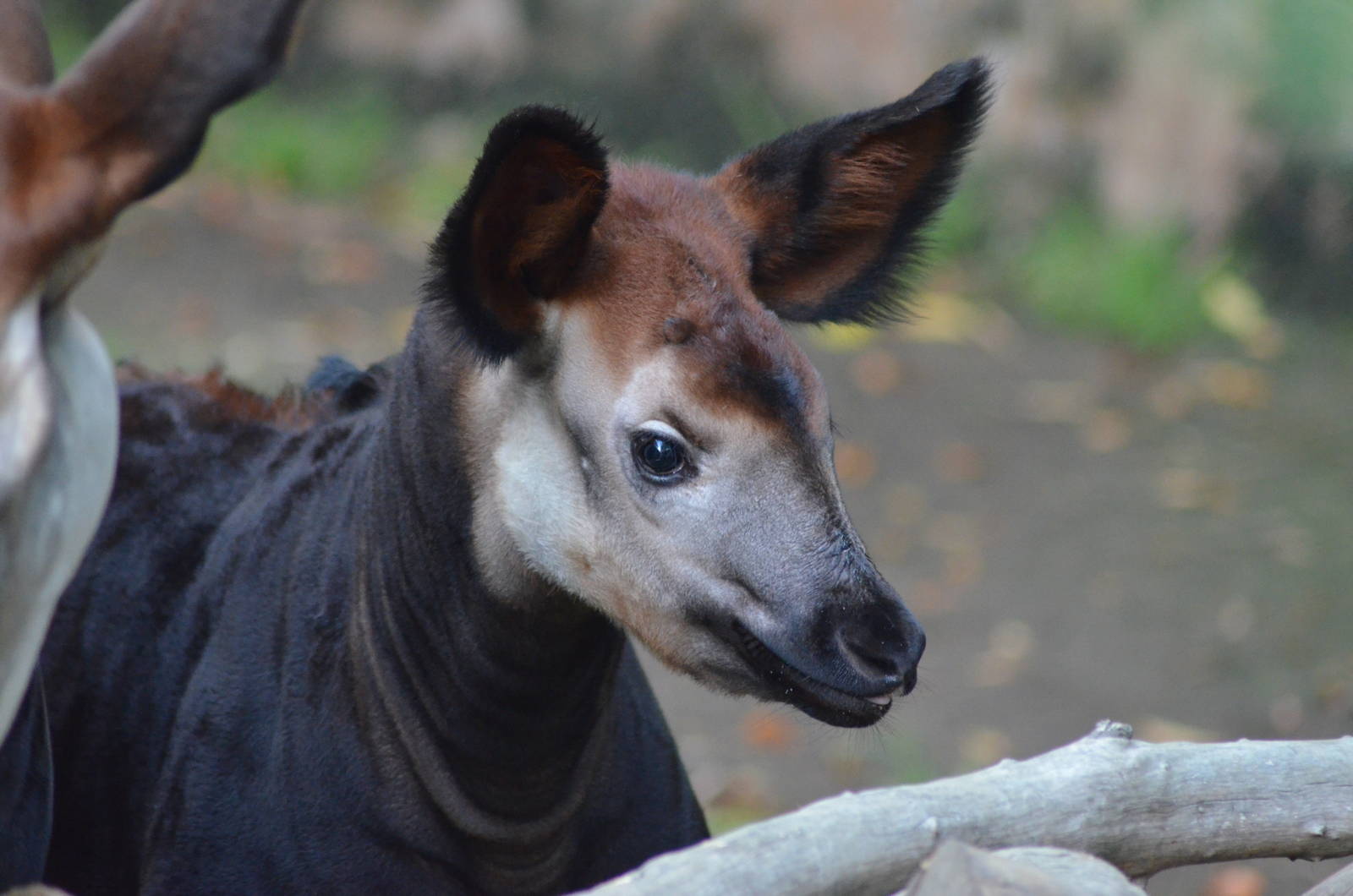 Baby Okapi