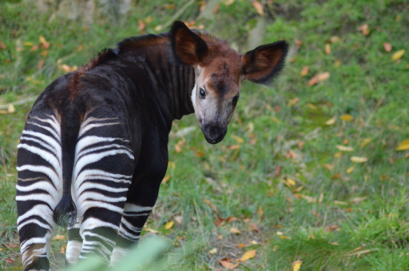 Baby Okapi