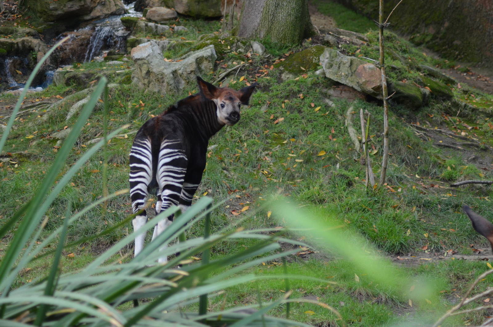 Baby Okapi