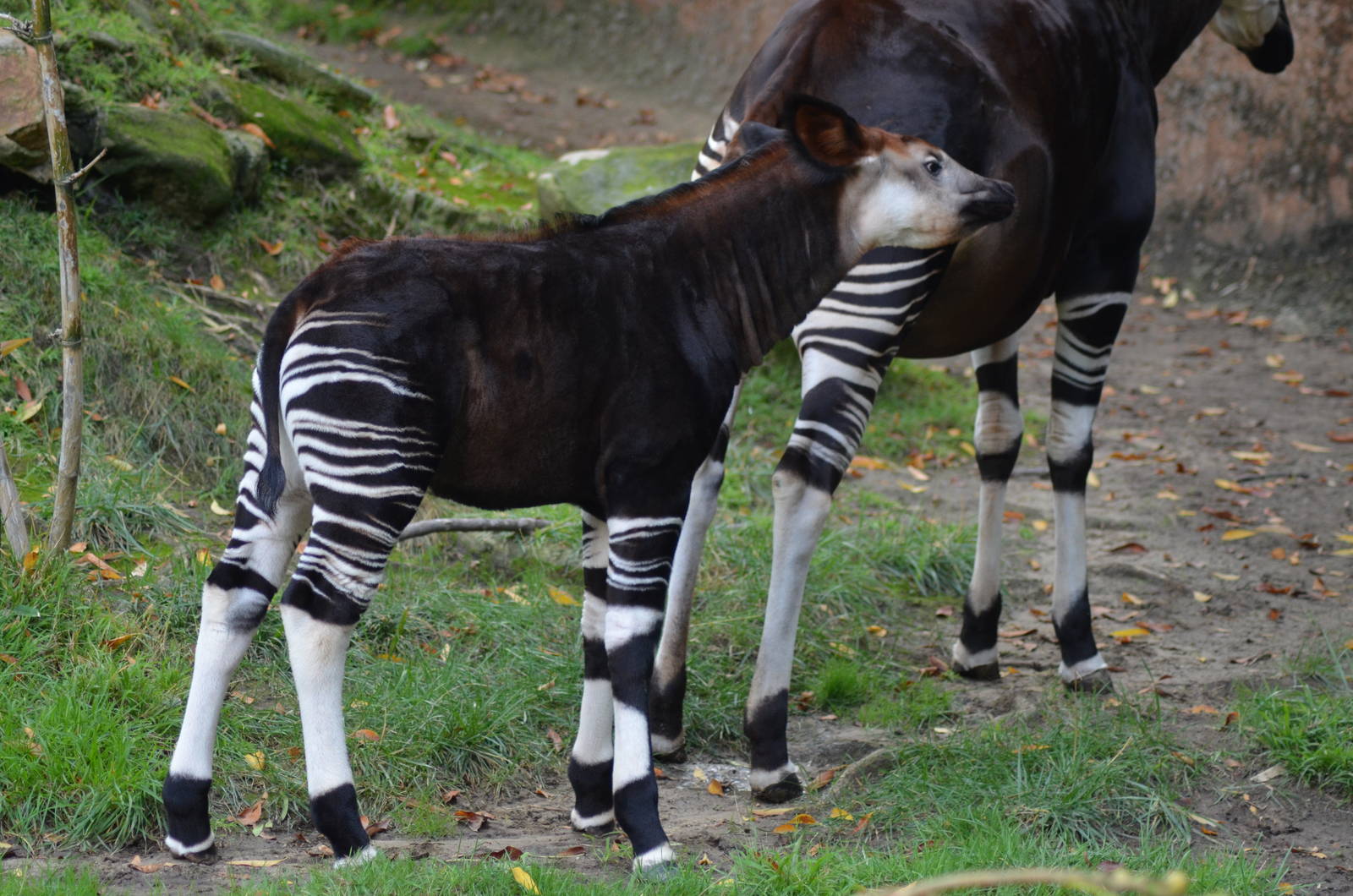 Baby Okapi