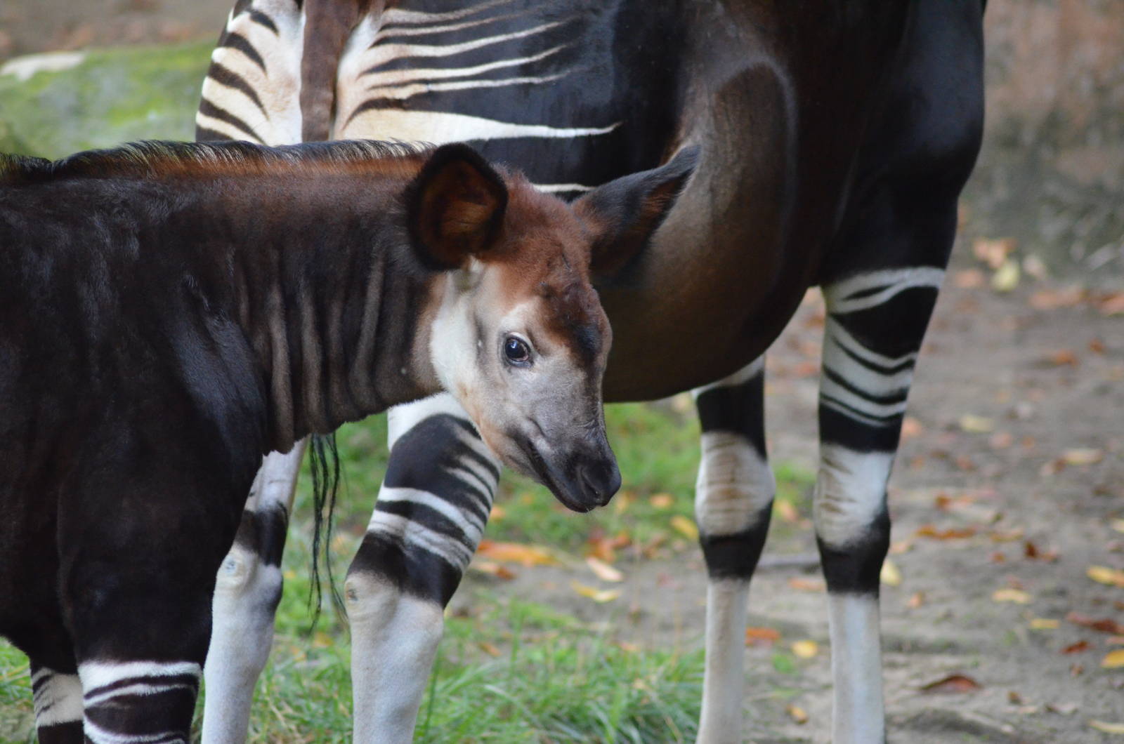 Baby Okapi