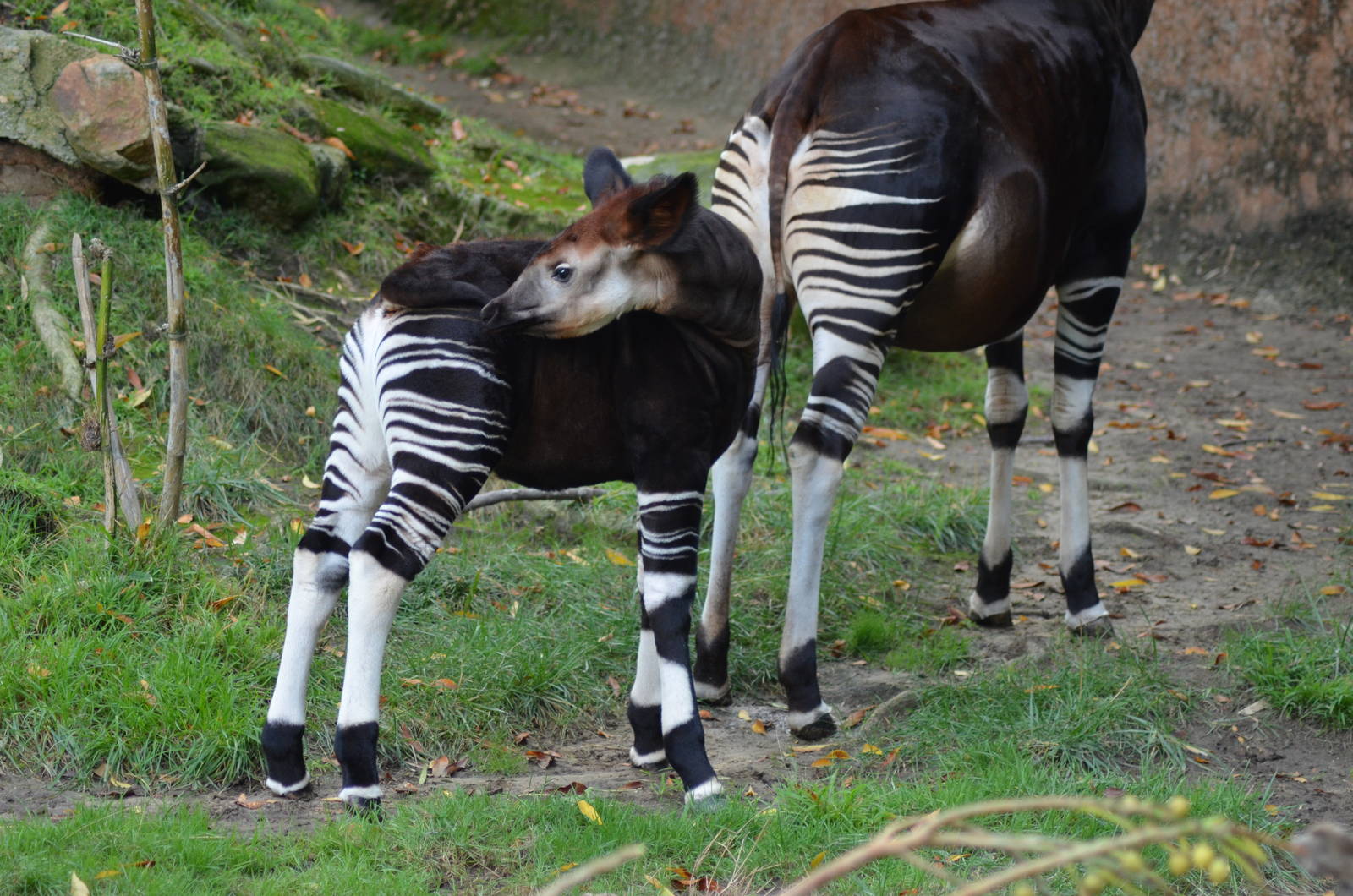 Baby Okapi