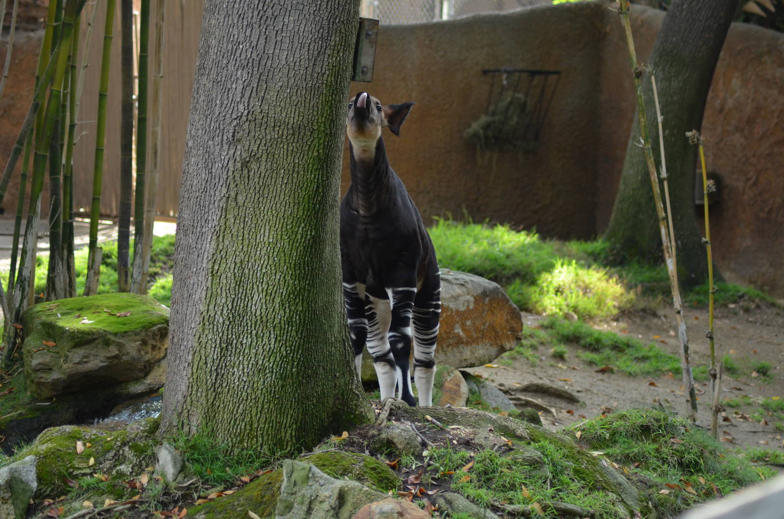 Baby Okapi