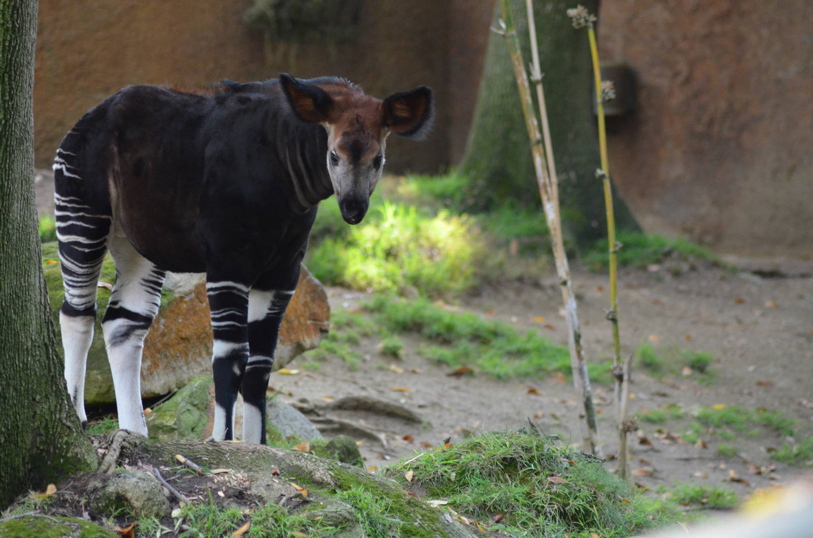 Baby Okapi