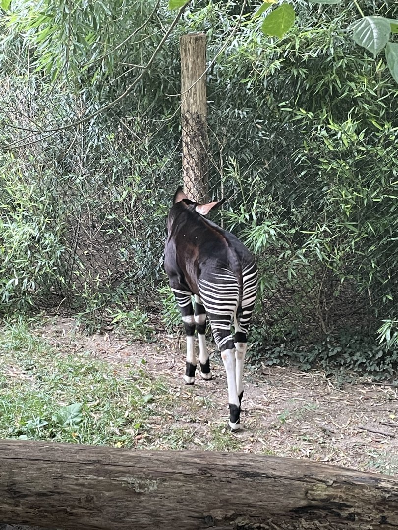 Baby Okapi