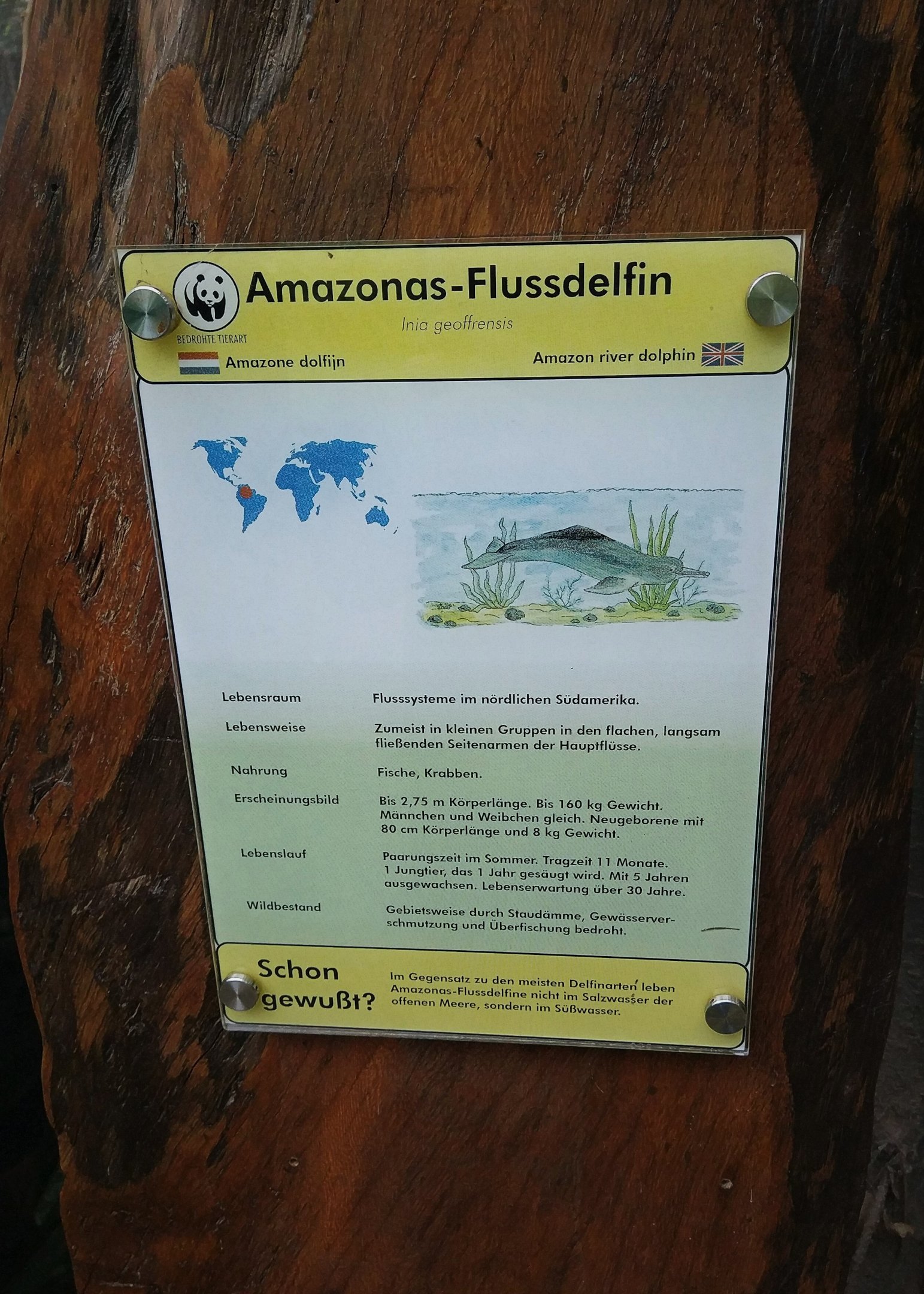 Baby, one more sign - Amazon River Dolphin