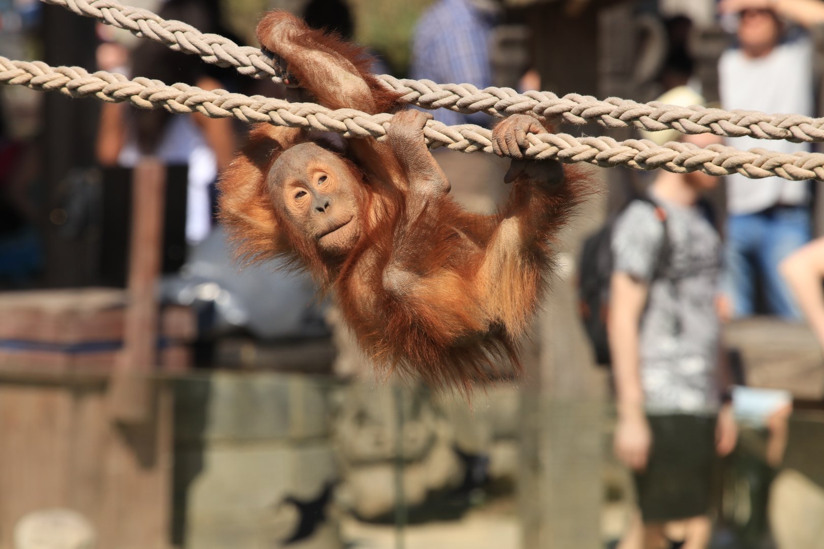 Baby Oragn Utan (April 2019)