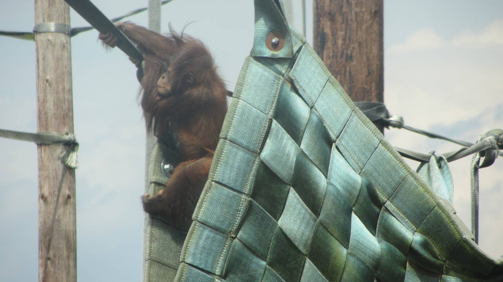 Baby Orang beginning to explore