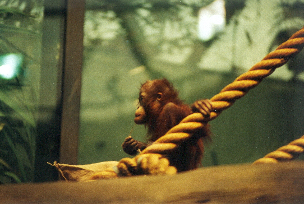Baby Orangutan - 1999