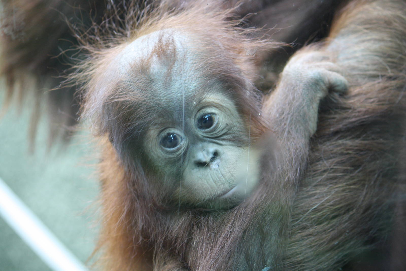 Baby orangutan 21 Nov 2009